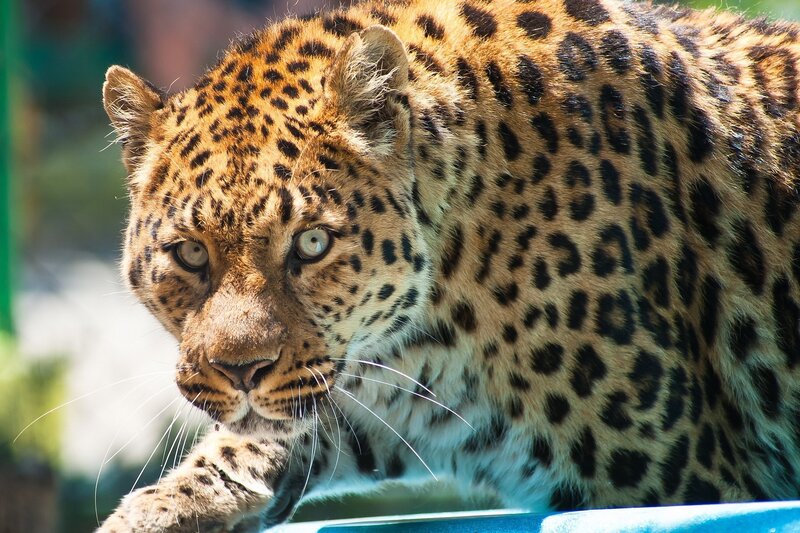 Leopard in Motion — Brown, Intense
