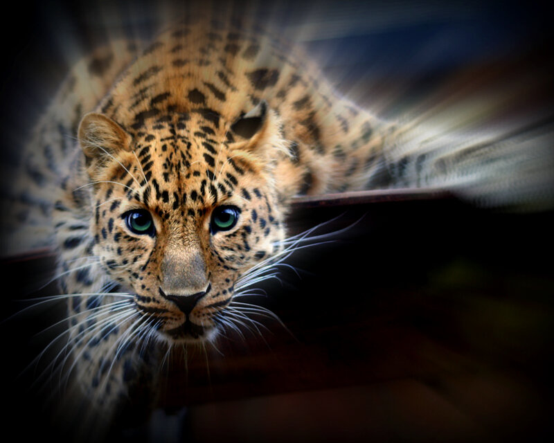 Leopard in Motion — Brown