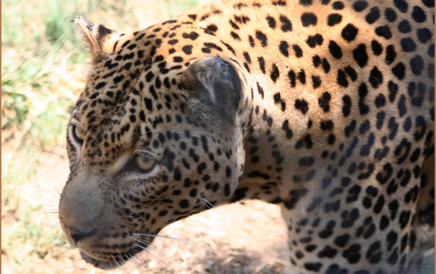 leopard in natural habitat