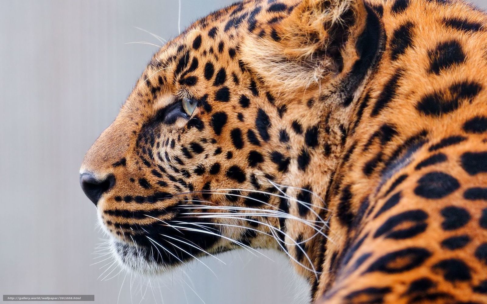 leopard in profile
