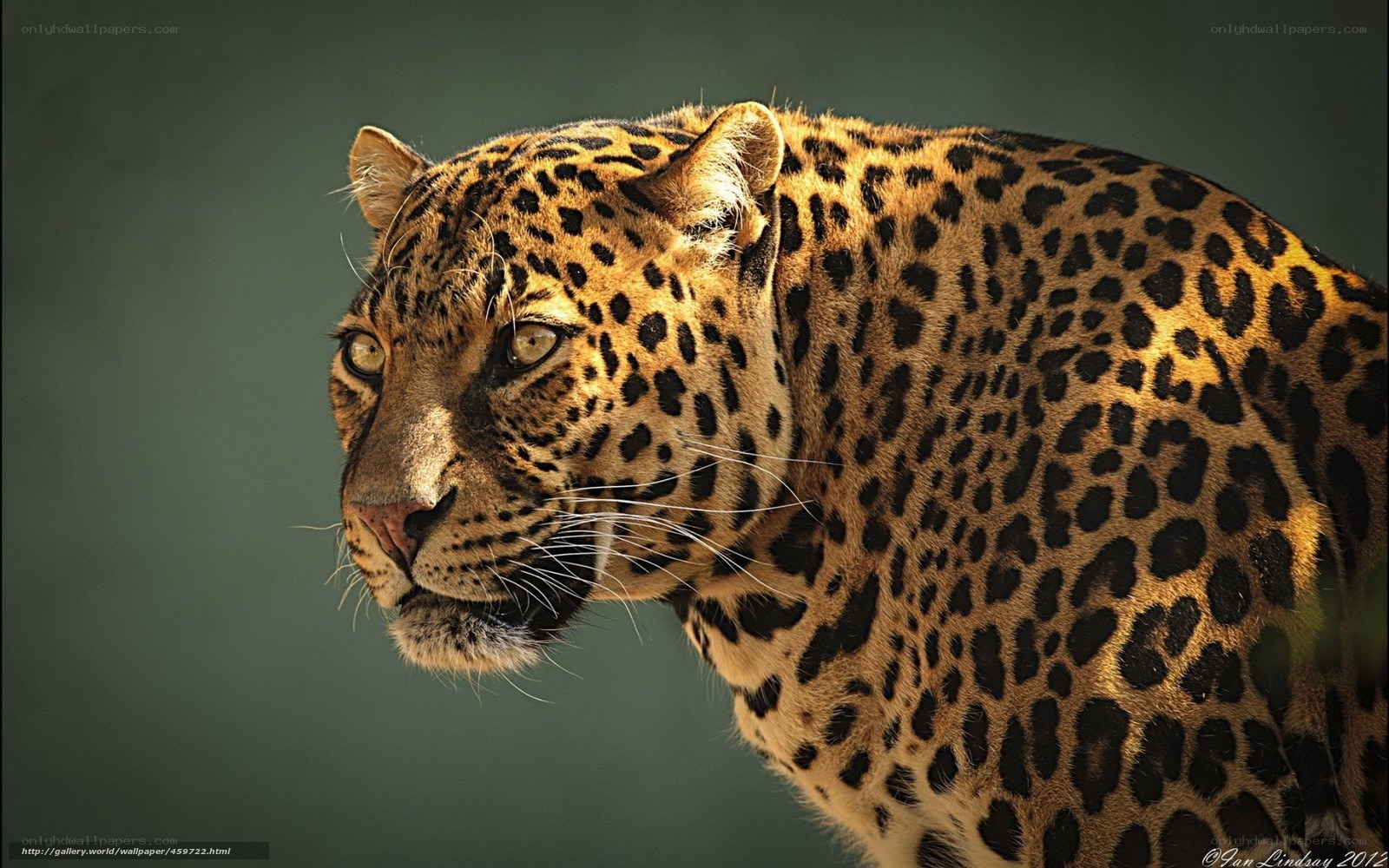 Leopard in profile