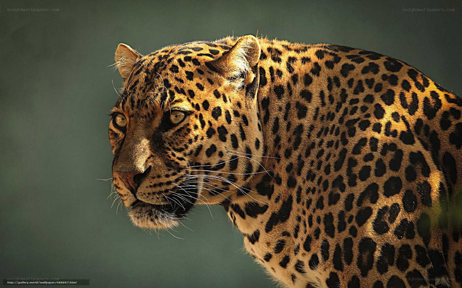 Leopard in profile
