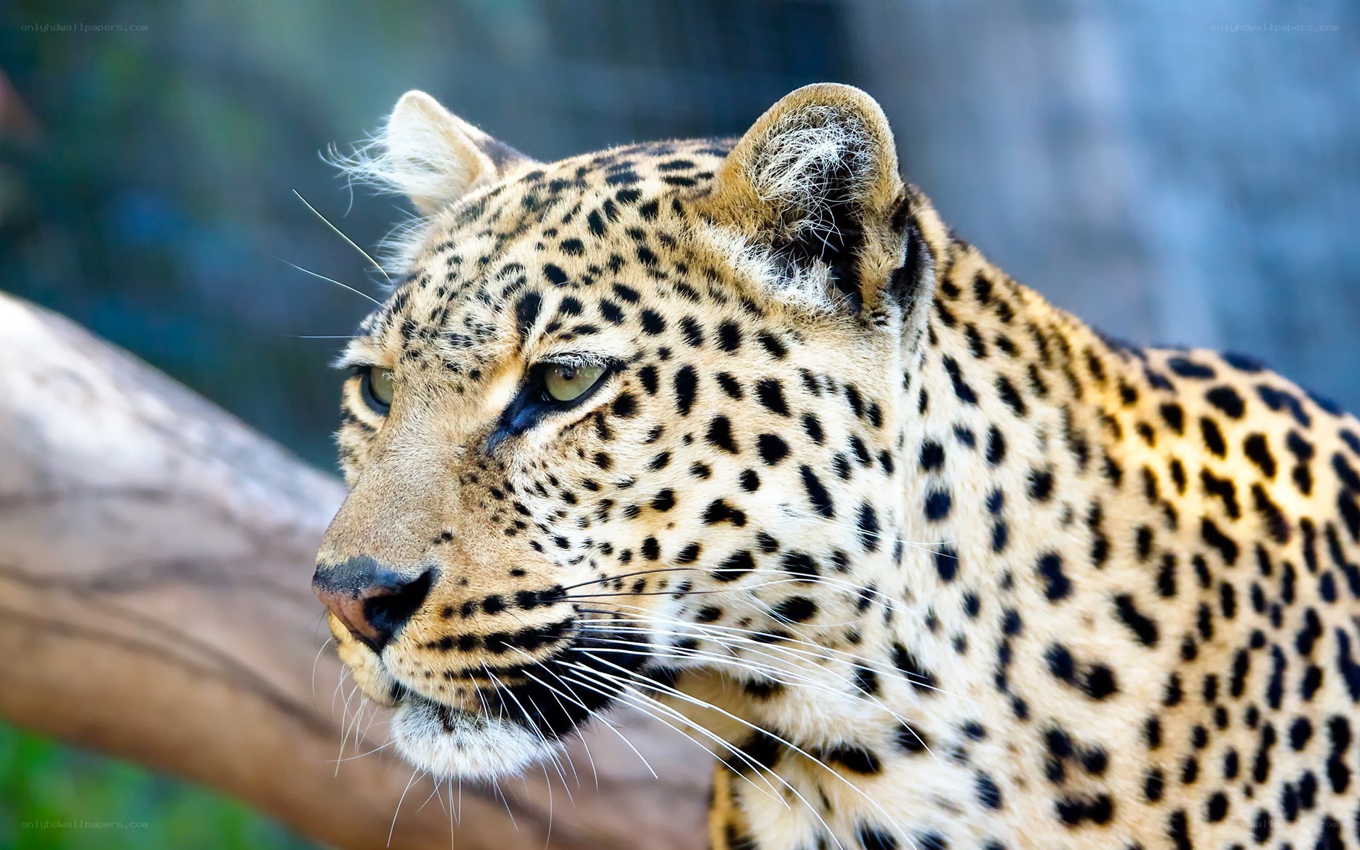 leopard in profile