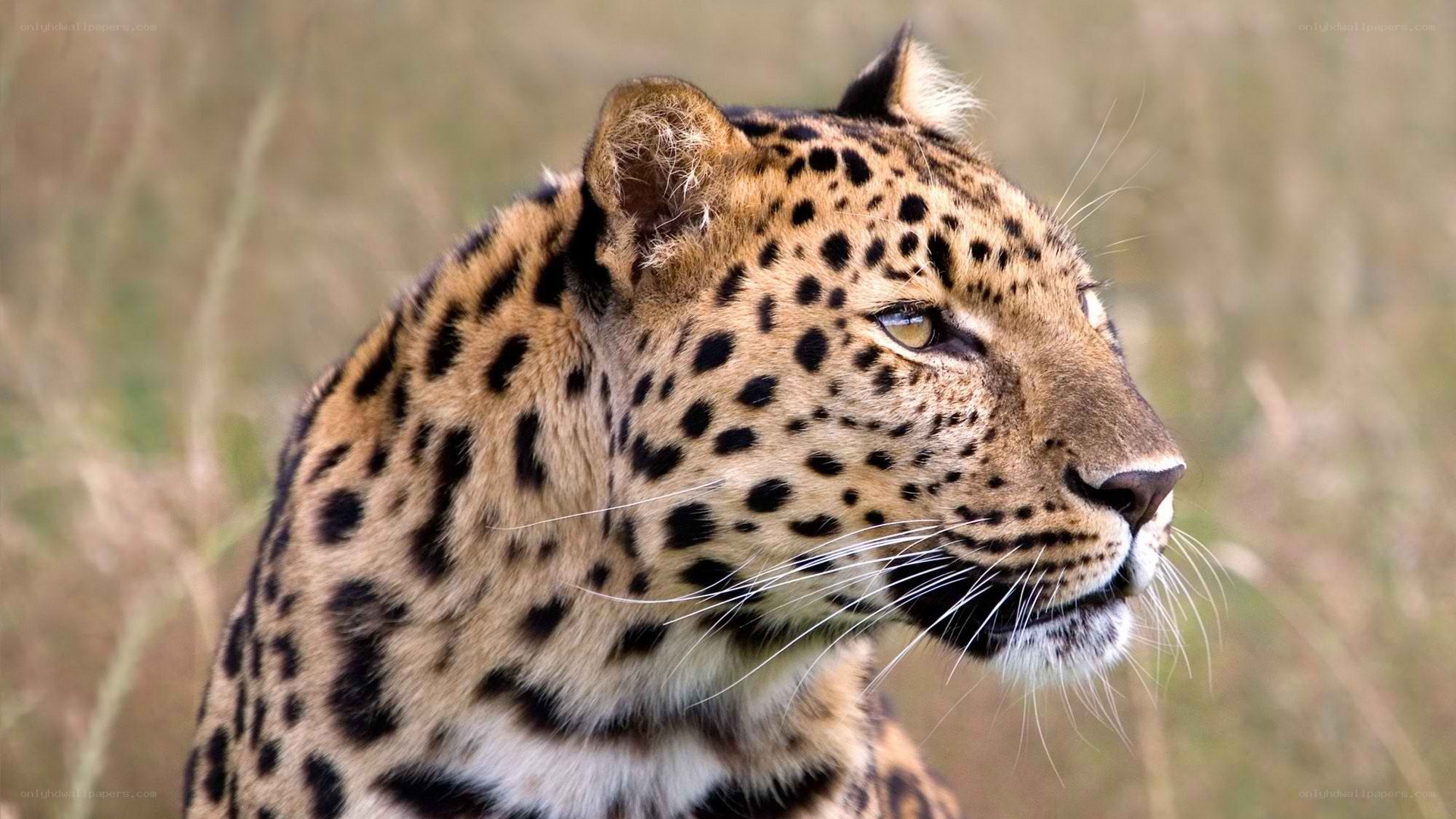 leopard in profile