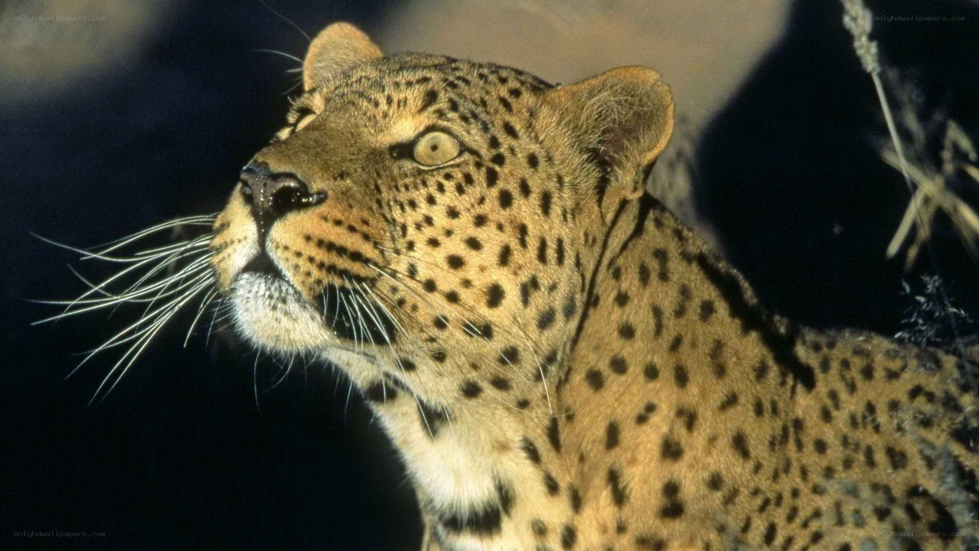 leopard in profile