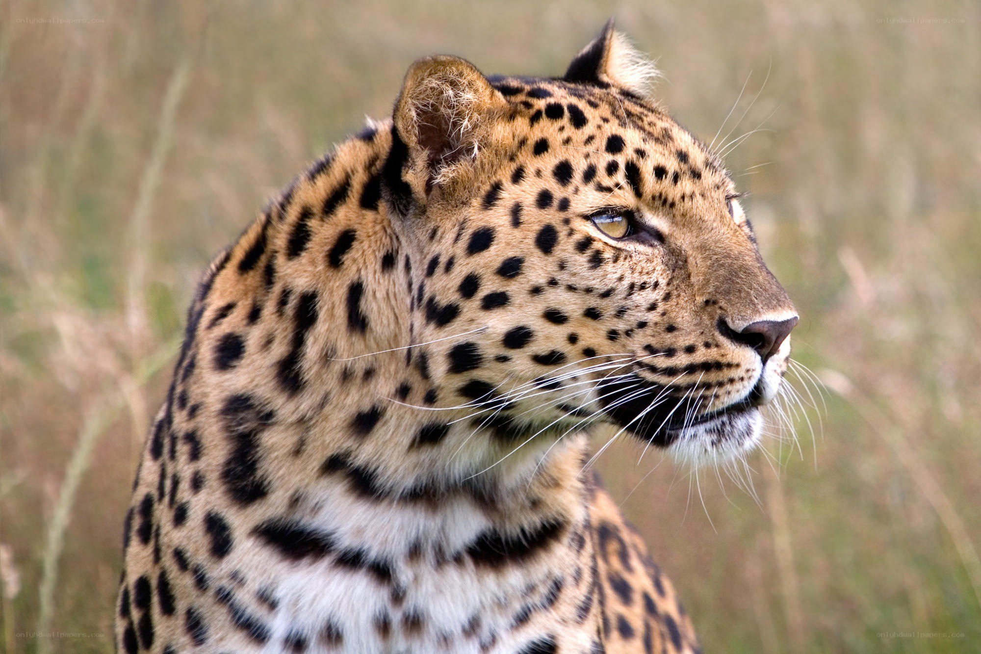 Leopard in profile