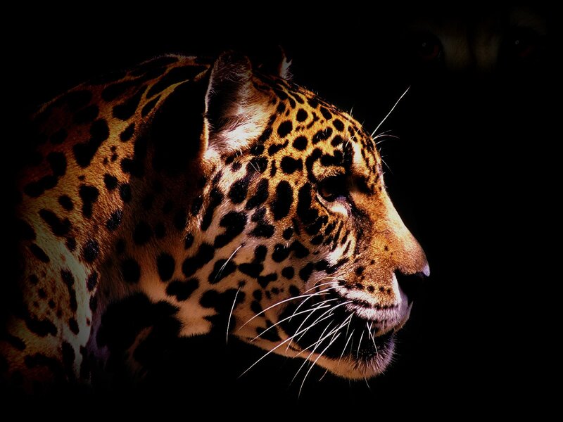 Leopard in profile