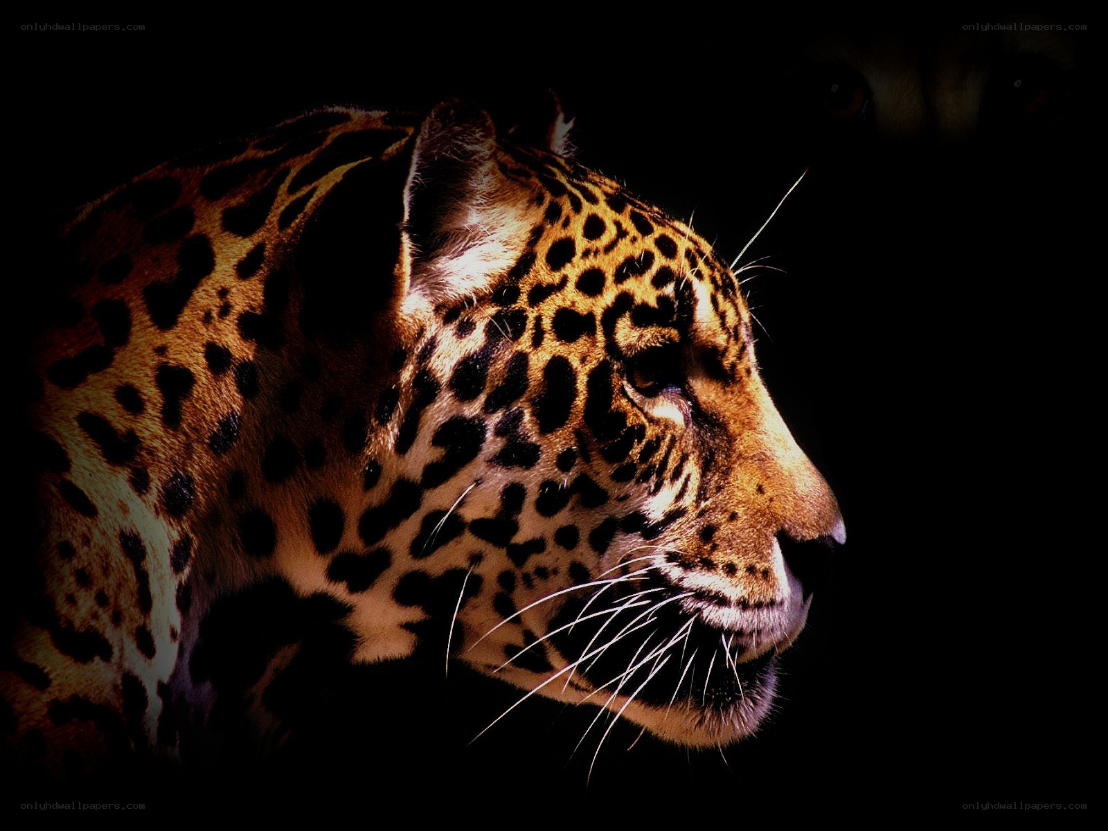 Leopard in profile
