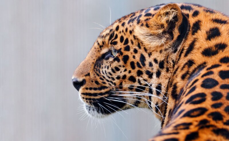 leopard in profile