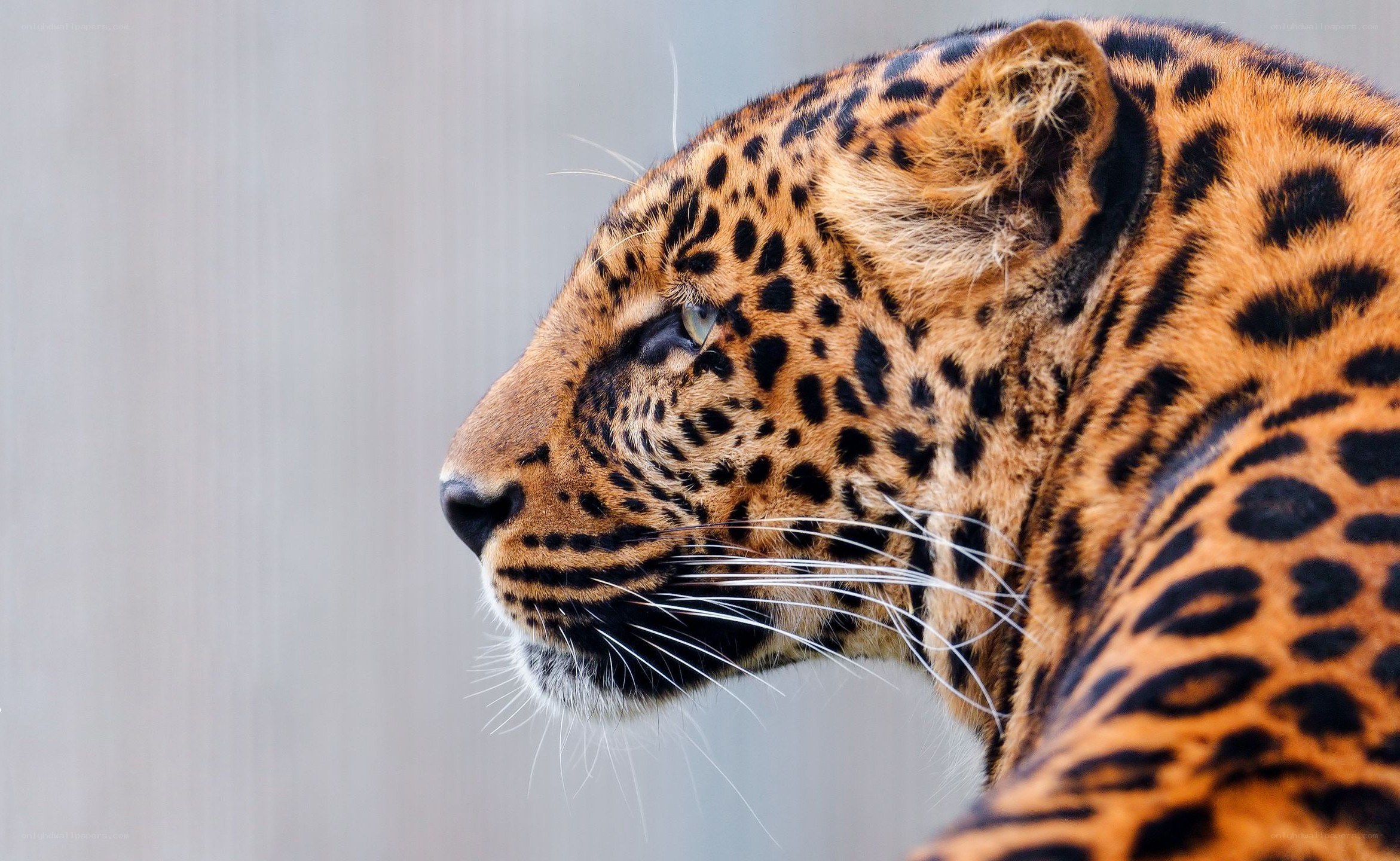 leopard in profile