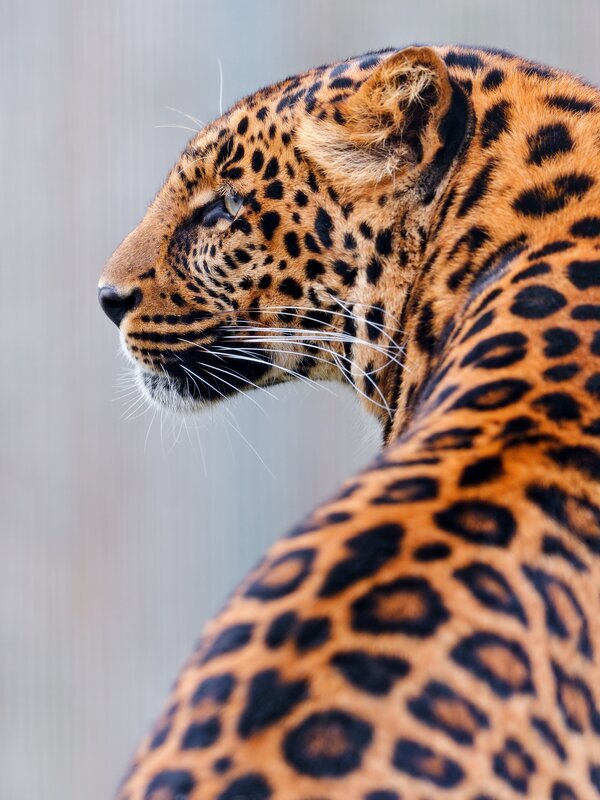 Leopard in profile