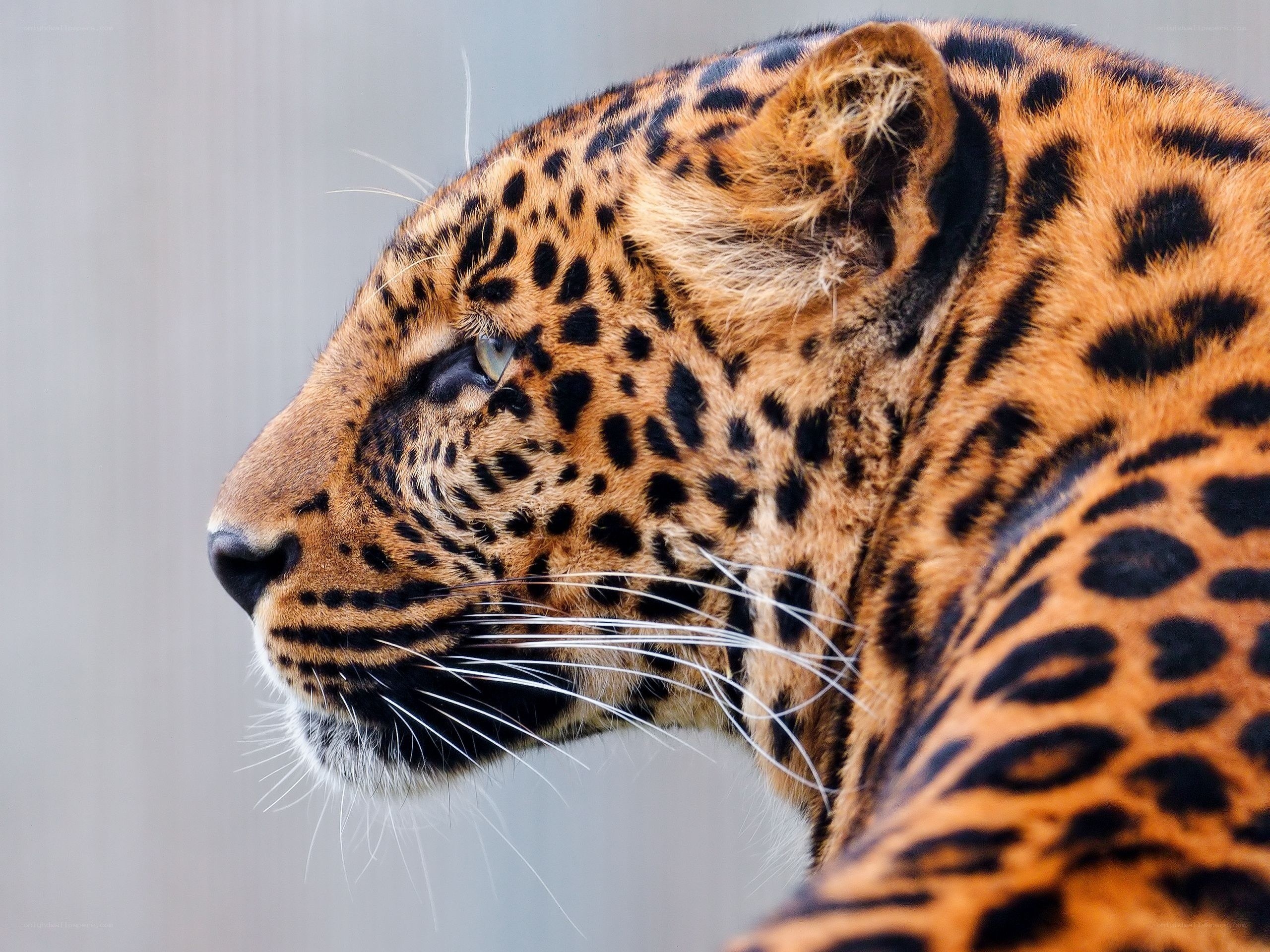 leopard in profile