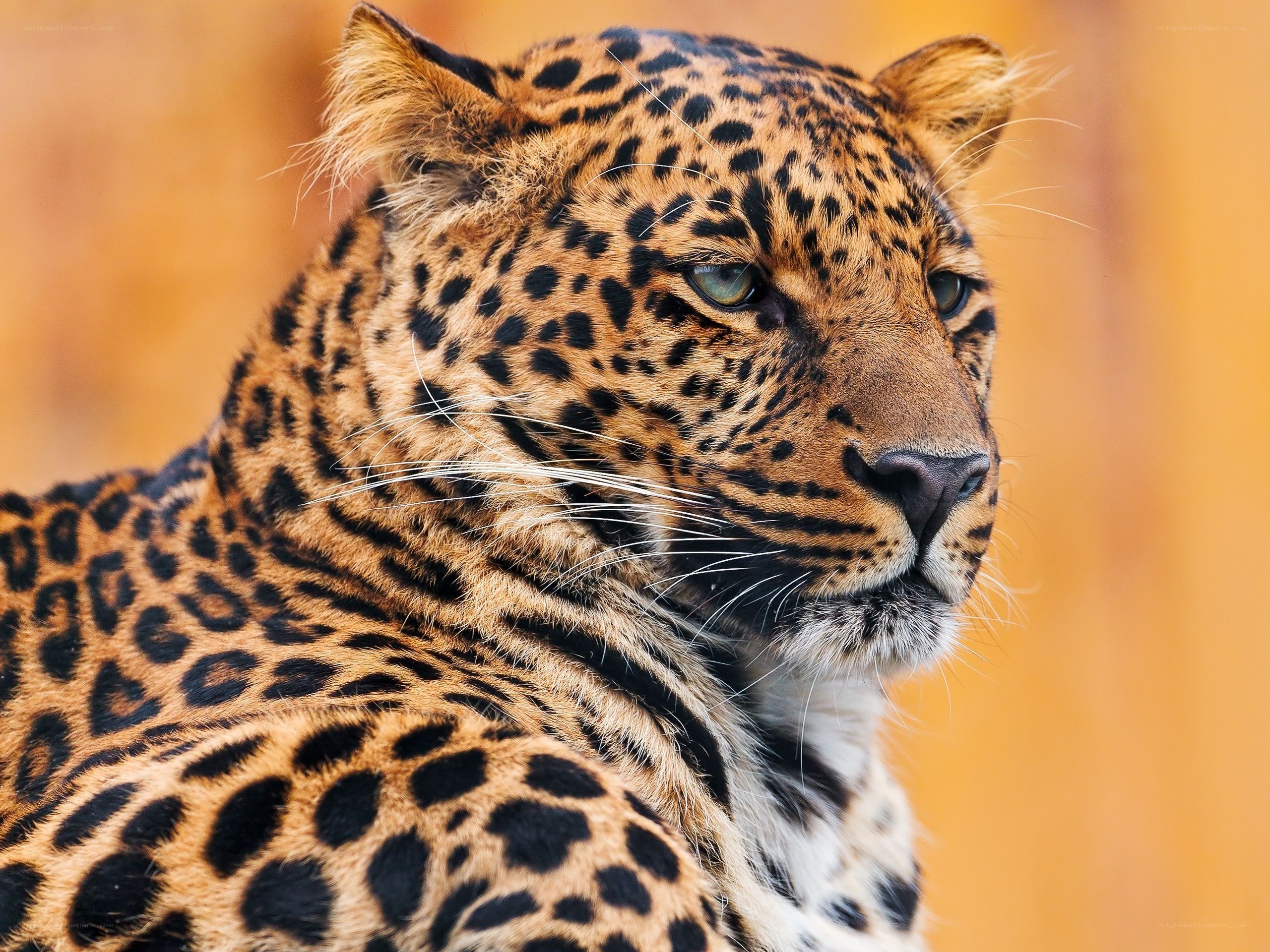 Leopard in profile