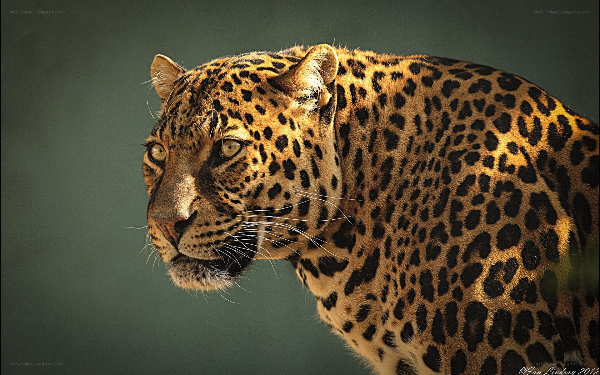 Leopard in profile