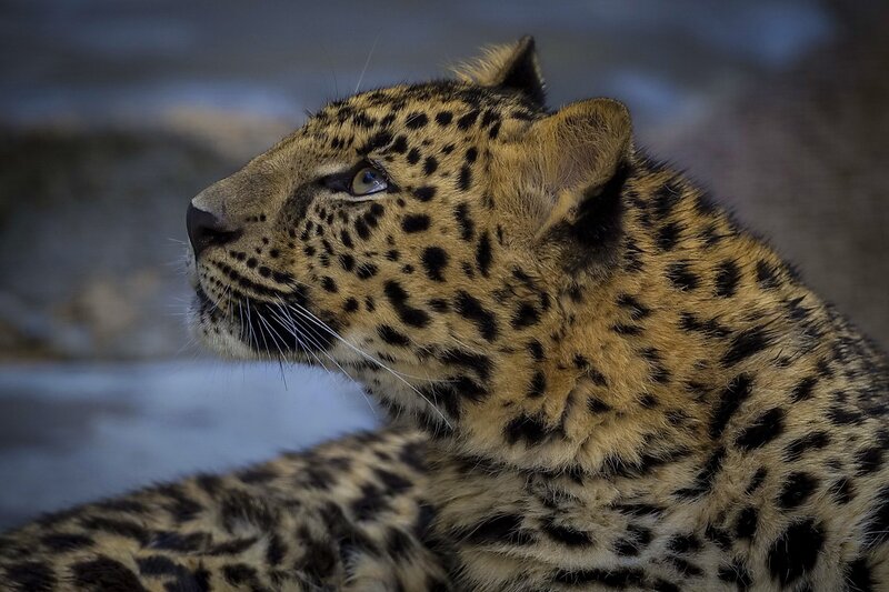 Leopard in profile