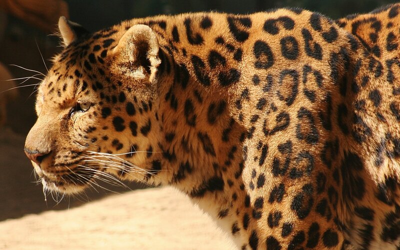 leopard in profile