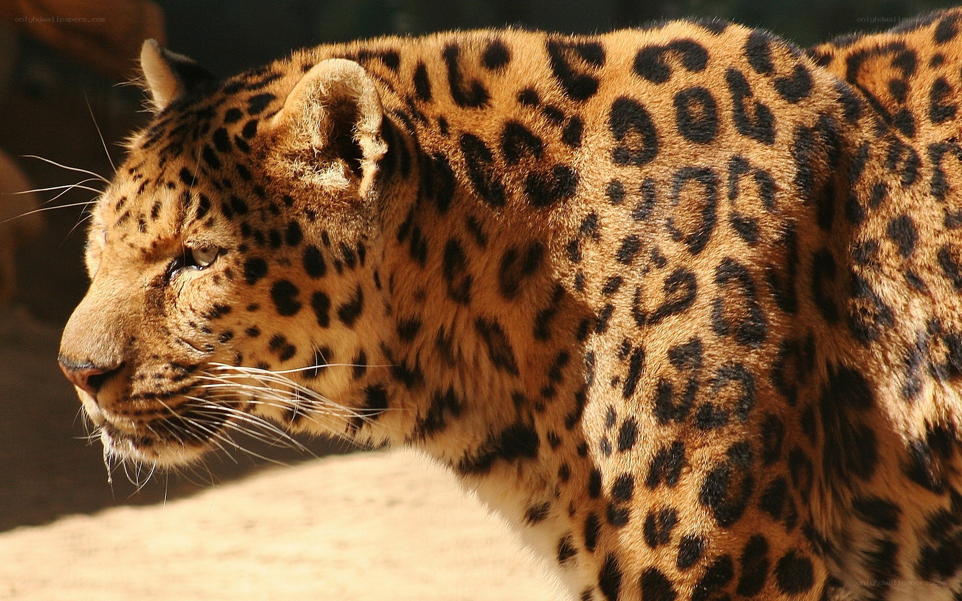 leopard in profile