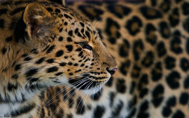 Leopard in profile