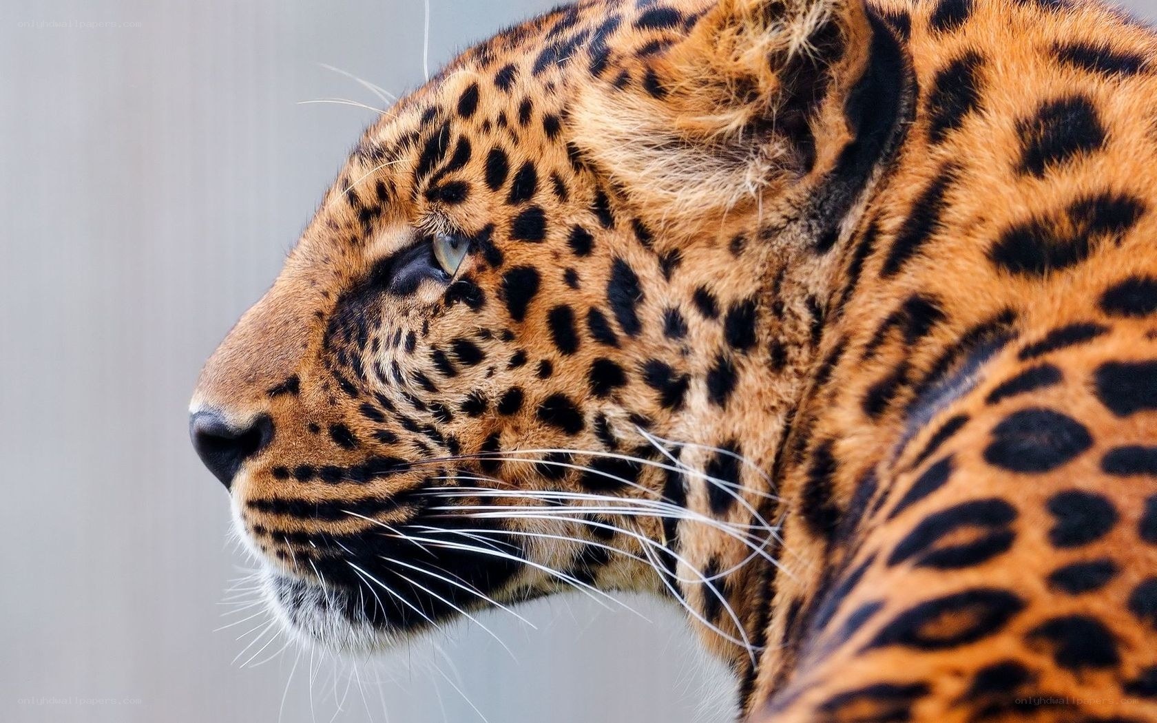 leopard in profile