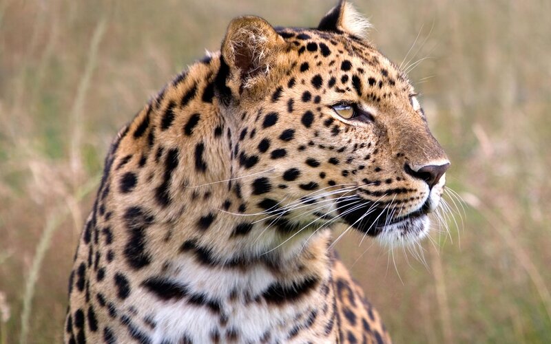 leopard in profile