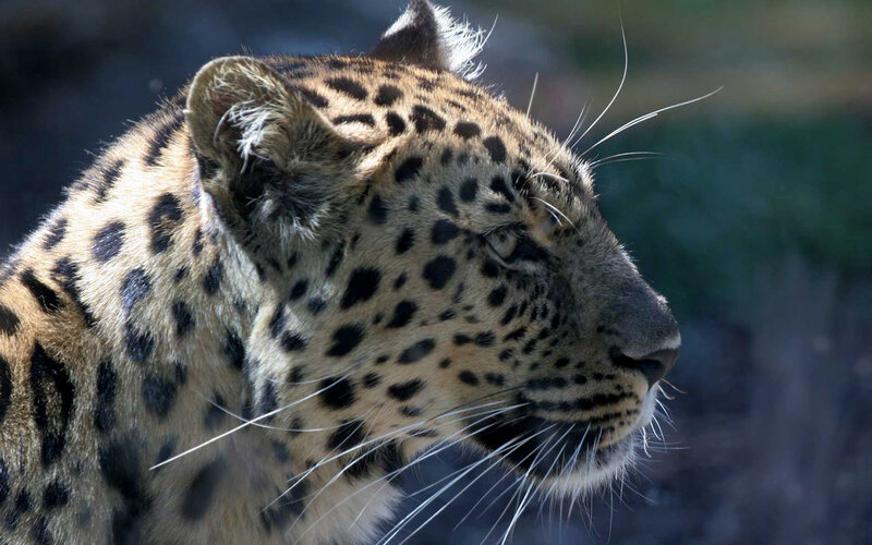 Leopard in profile