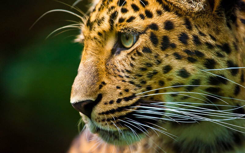 leopard in profile