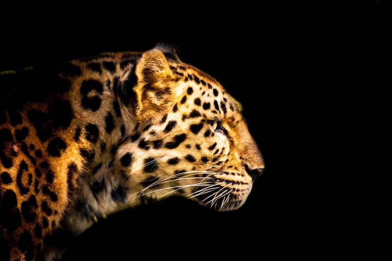 Leopard in profile against black