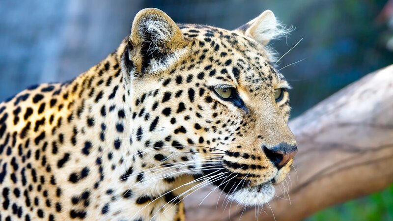 Leopard in Profile — Alert