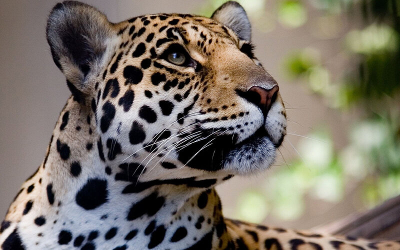 Leopard in Profile — Black, Alert