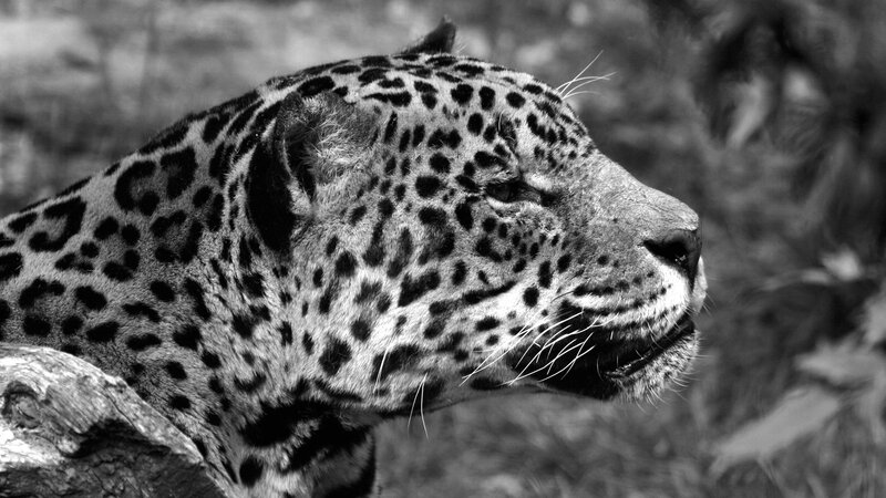 Leopard in Profile — Black, Calm, Photograph, Animal