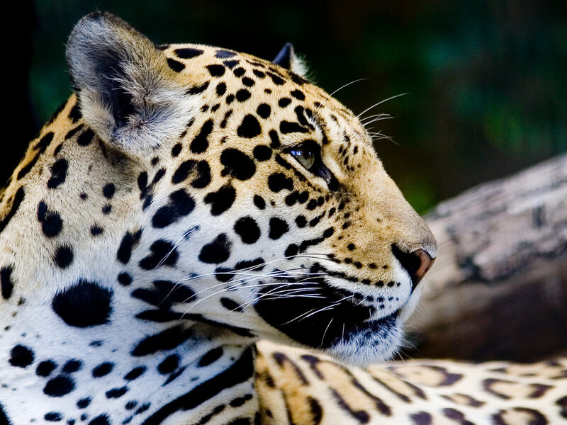Leopard in Profile — Black, Calm, Photograph