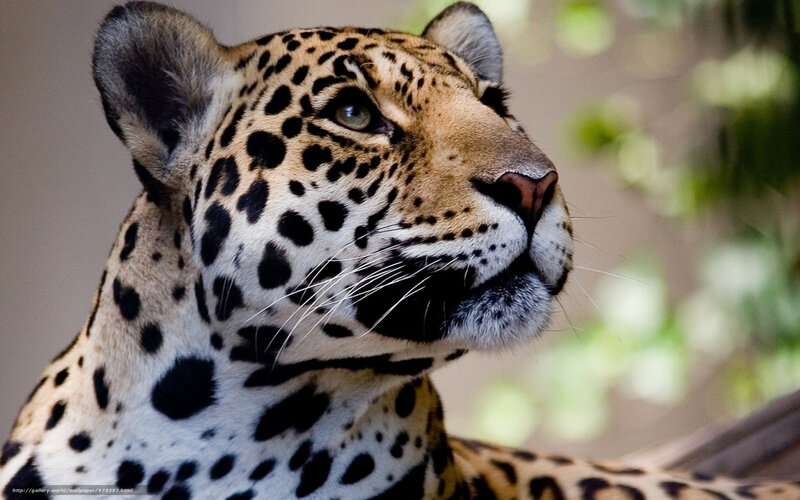 Leopard in Profile — Black, Calm, Photograph, Whiskers