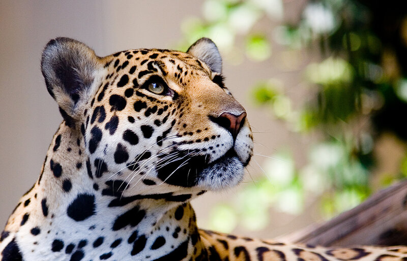 Leopard in Profile — Black, Calm