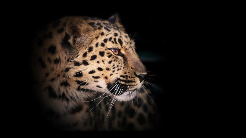 Leopard in Profile — Black, Dramatic, Night, Photograph