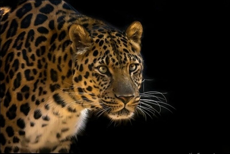 Leopard in Profile — Black, Dramatic, Night