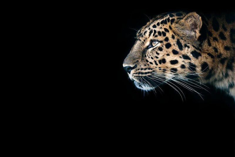 Leopard in Profile — Black, Dramatic, Photograph, Black Background