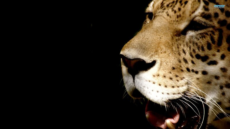 Leopard in Profile — Black, Dramatic, Photograph, Dark Background, Whiskers, Brown