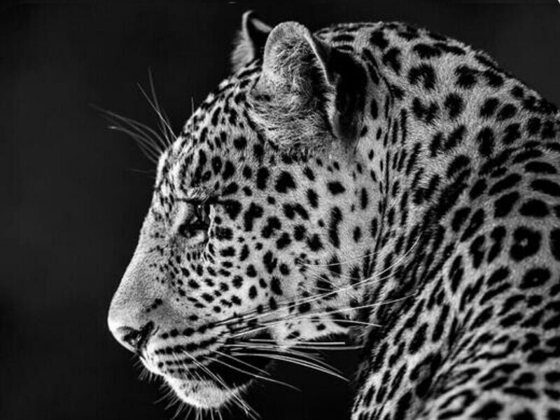 Leopard in Profile — Black, Dramatic, Photograph, Spots