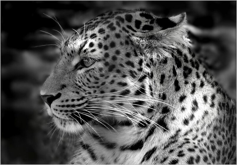 Leopard in Profile — Black, Dramatic, Photograph, Spots, Whiskers, Forest