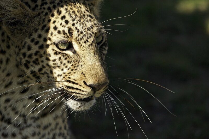 Leopard in Profile — Black, Dramatic, Photograph, Whiskers