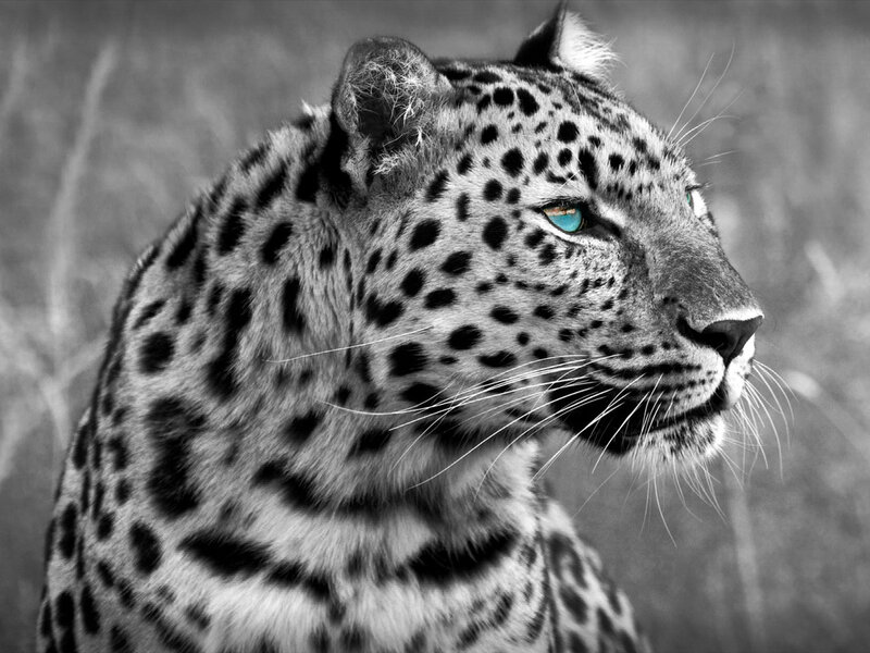 Leopard in Profile — Black, Intense, Photograph