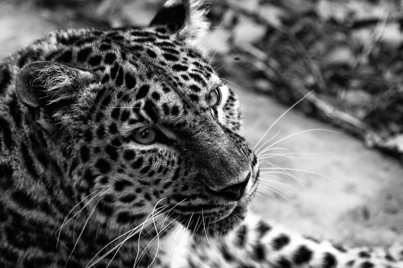 Leopard in Profile — Black, Intense, Photograph, Whiskers
