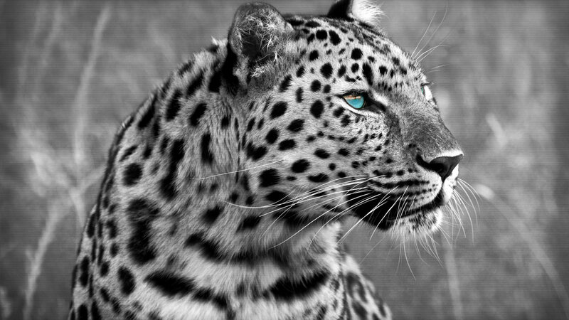 Leopard in Profile — Black, Intense