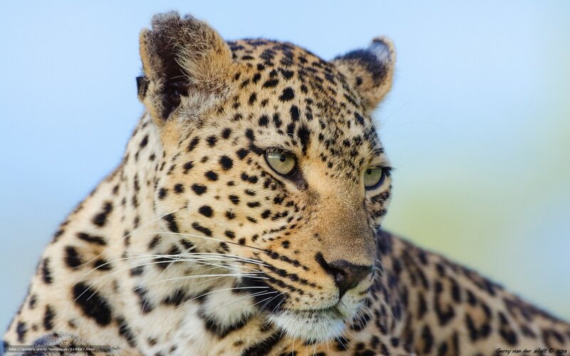 Leopard in Profile — Blue