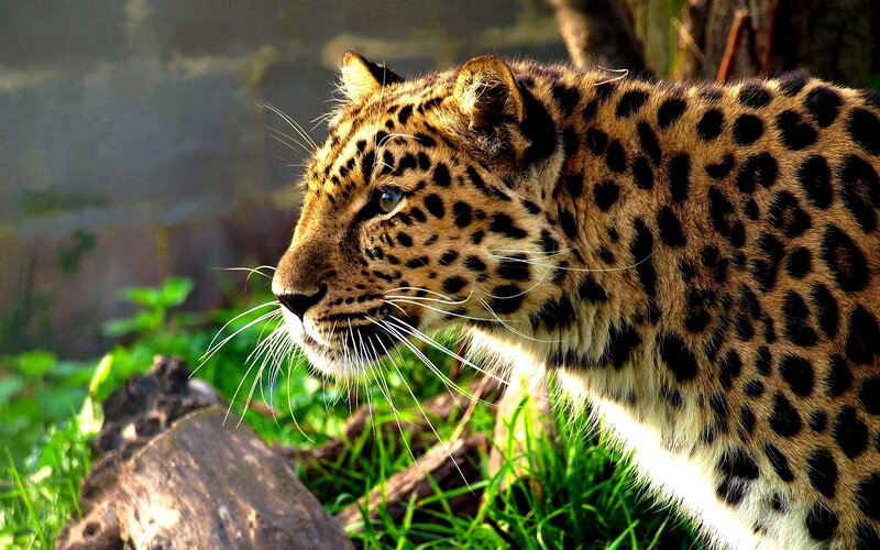 Leopard in Profile — Brown, Alert, Afternoon