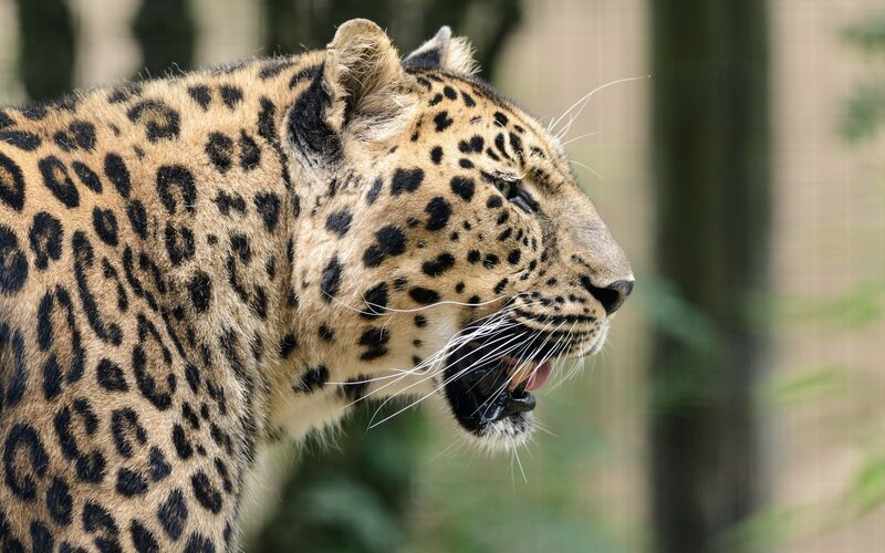 Leopard in Profile — Brown, Alert, Photograph, Forest