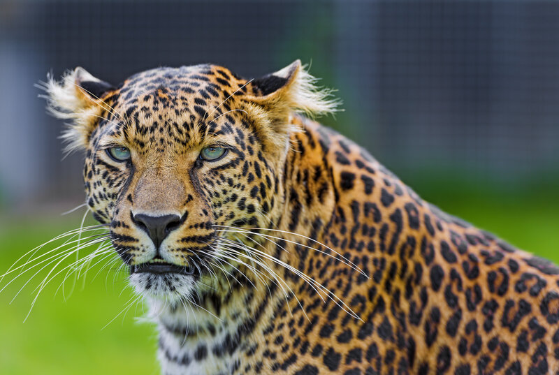 Leopard in Profile — Brown, Alert, Photograph, Grass