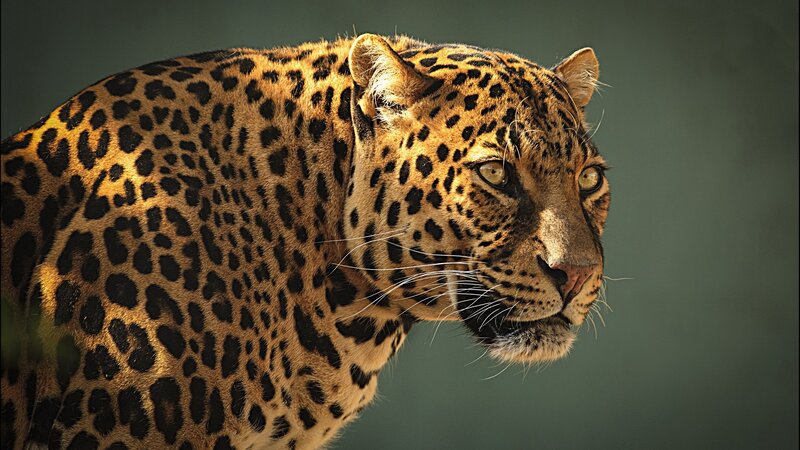 Leopard in Profile — Brown, Alert, Photograph, Spots