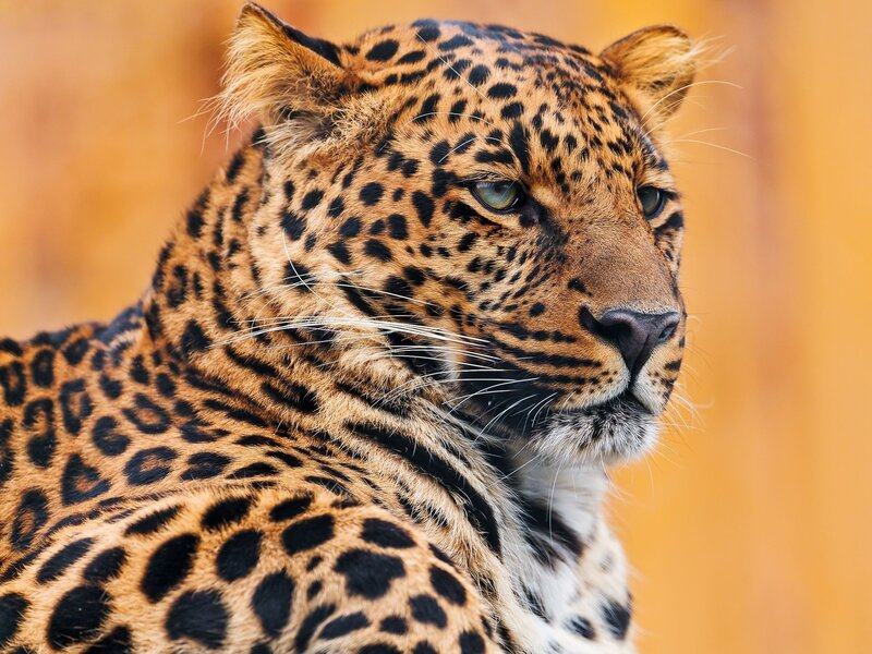 Leopard in Profile — Brown, Alert, Photograph, Spots, Whiskers