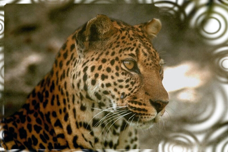 Leopard in Profile — Brown, Alert, Photograph, Spotted Coat